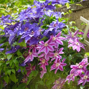Clematis